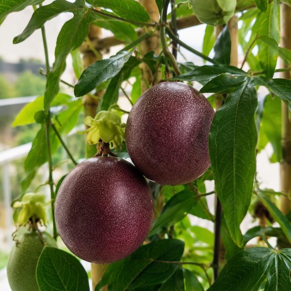 Pasiflora 5 Adet Mor-Yesil-Sarı Renklerde Olabilir (İthal)