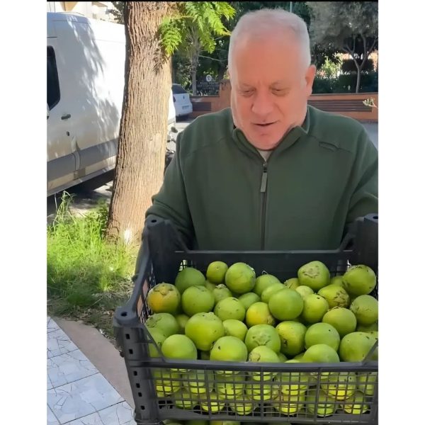 Çikolata Meyvesi 1 Adet (80 Gr Altı)