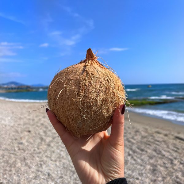 1 Adet Hindistan Cevizi