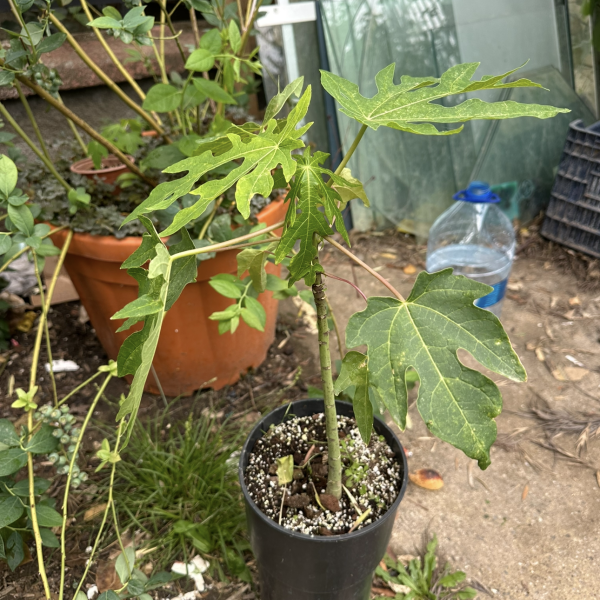 Papaya Fidanı